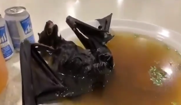 batsoup