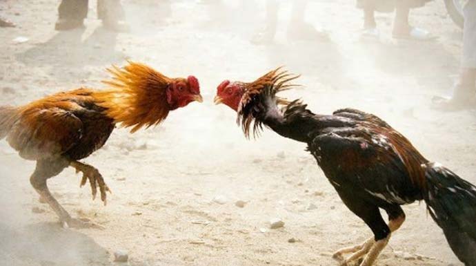Ilustrasi-Sabung-Ayam