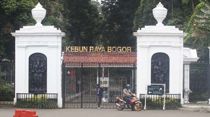 Ilustrasi biji kokain dari Kebun Raya Bogor