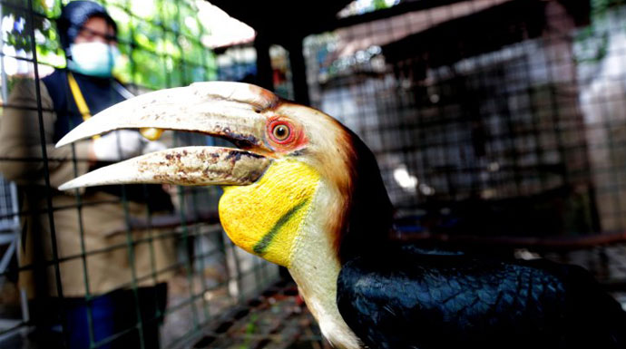 Penelitian Burung Rangkong.