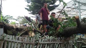 pohon-tumbang