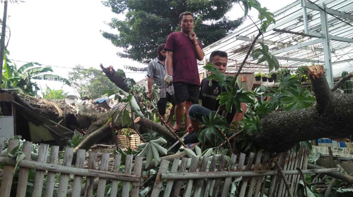 pohon-tumbang