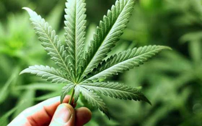 Ilustrasi Ganja