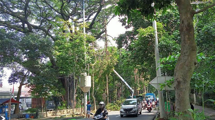penebangan pohon